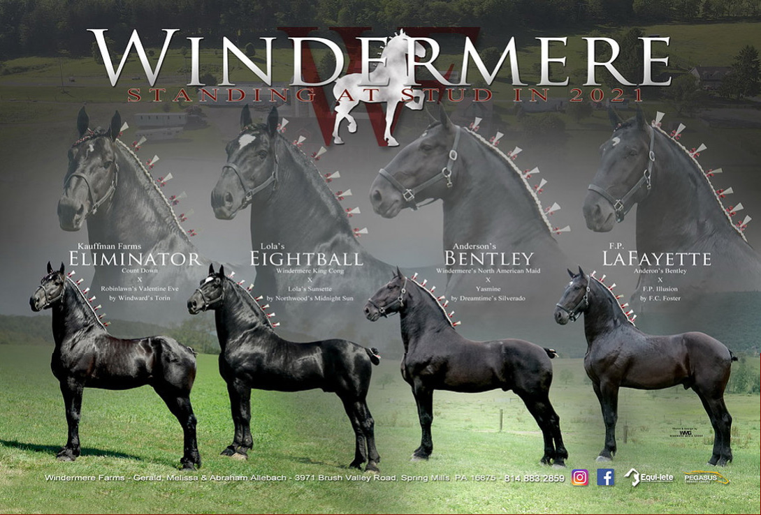 Windermere Farms Percherons